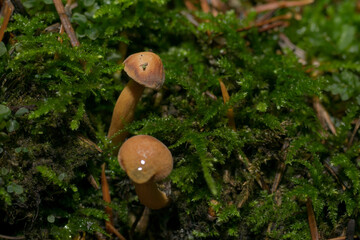 Wall Mural - Tiny forest mushrooms, macro photo, uneatable, close up of 
different species