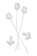 Poster - Wireframe of a bouquet of three roses from black lines isolated on white background. 3D. Vector illustration