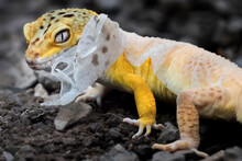 Lemon Frost Gecko Shed Its Skin, All Shedding Process Captured | Amazing Animal Reptile Photo Series