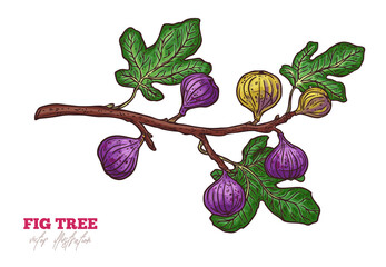 Fig tree branch vector hand drawn illustration. Ripe exotic delicious fruit and leaves sketch illustration. Fresh purple tasty figs isolated clipart. Botanical greeting card design element