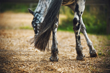 A beautiful spotted horse with a long tail fluttering in the wind stands in a sawdust paddock and eats grass on a summer day. The care of the horse.