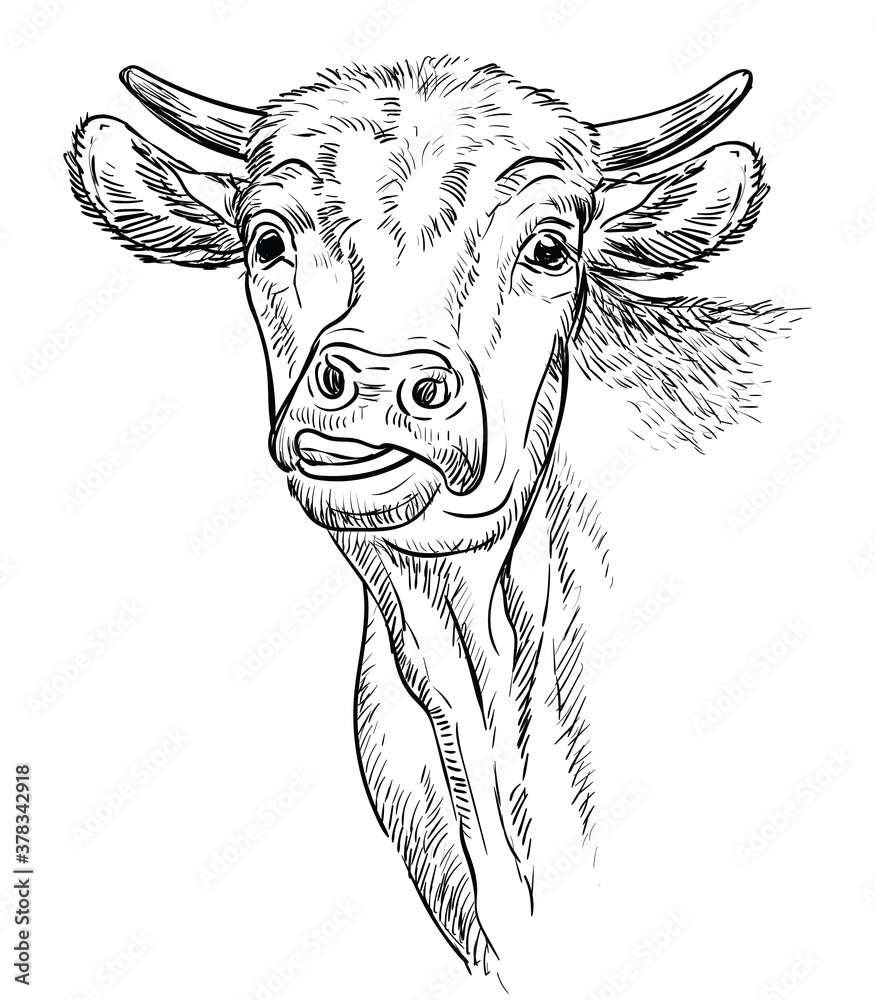 Monochrome funny cow head sketch hand drawn vector illustration ...