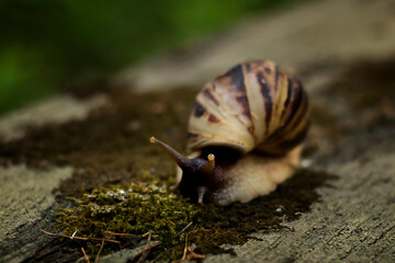 Achatina snail crawling on a tree