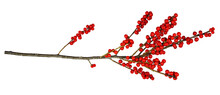 Twig Of Winterberry Holly (Ilex Verticillata) With Red Berries