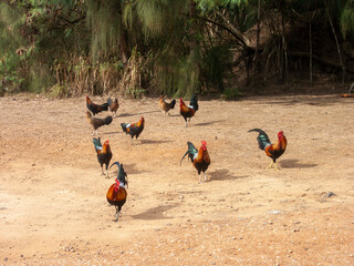 Wall Mural - wild roosters and chickens out from the forest and in an open clay ground