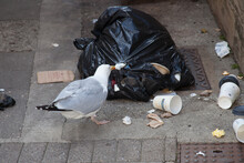 A Seagull Looking For Food In A Bin Bag In The UK