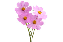 Pink Cosmos Flower Isolated