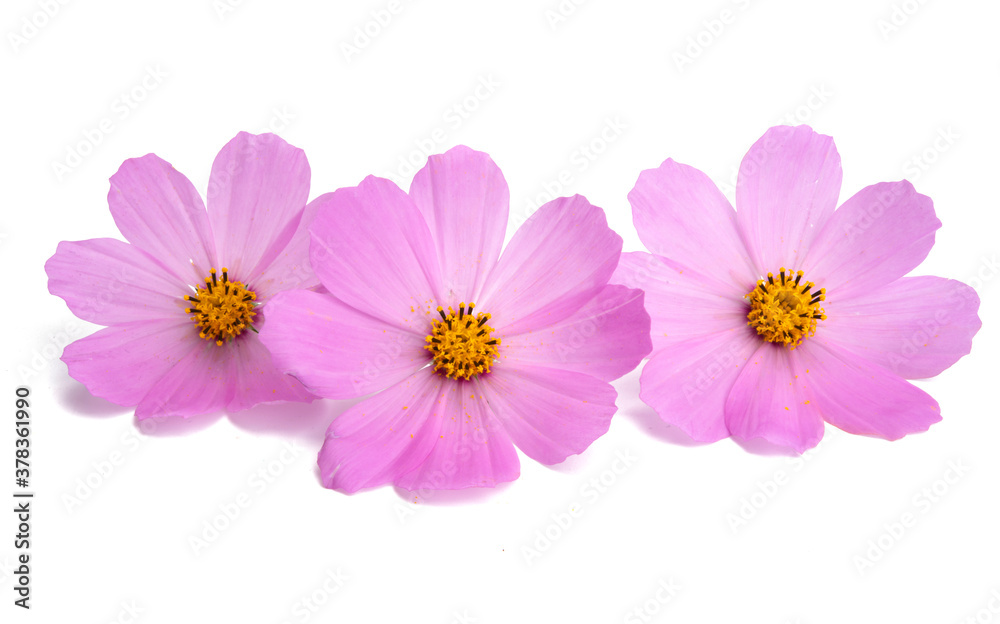 pink cosmos flower isolated - obrazy, fototapety, plakaty 