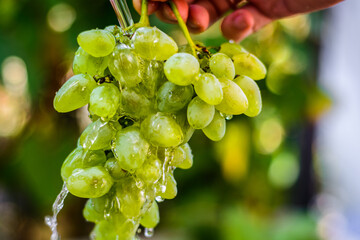 bunch of white grapes with drops of water