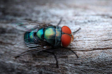 red eye of chrysomya megacephala.