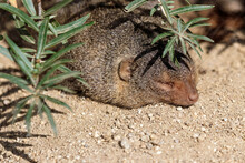 Sleeping Dwarf Mongoose Under A Plant 