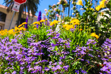 Purple And Yellow Scaevola Flower Also Called Fan Flower In The Garden Surrounded By Lush Green Leaves And Yellow Sunflowers At Little Corona Beach In California