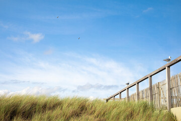 Detail of meadow and blue sky with copy space at the beach in Bergen, Netherlands