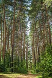 Fototapeta Perspektywa 3d - nature. beautiful path in green pine forest
