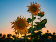 Western Kansas Sunflower Closeups Shining Against a Blue and Orange Sunset