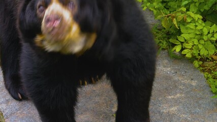 spectacled bear looking up and around