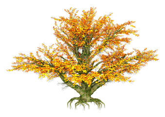 Wall Mural - 3d rendering maple tree on white