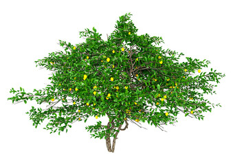 Wall Mural - 3d rendering lemon fruit tree on white