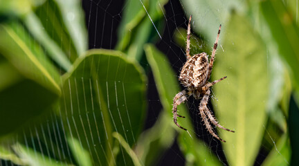 A large garden spider on a web