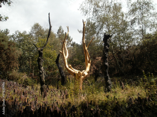Paimpont, France - August 8, 2011: The forest of Paimpont, considered to be the mythical forest of Brocéliande. View of the Golden Tree, a work of art created by François Davin.