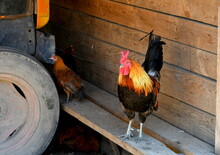 A Close Up On A Colorful Chicken With A Big Tail And Red Head Standing On A Wooden Bench Made Out Of Planks Inside A Small Barn Next To A Farming Tractor Seen On A Sunny Summer Day In Poland