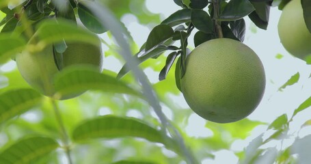 Wall Mural - On the grapefruit tree, the grapefruit is fruity and full