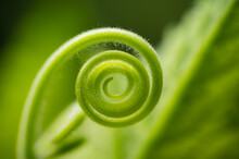 A Spiralling New Shoot Leaf Of Green Plant, Growing In The Garden.Green Circle Shape Of Vegetable In The Nature.Green Wallpaper Background.