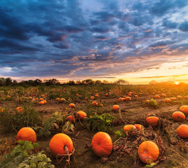 pumpkins on a field