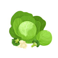 Wall Mural - Bright vector collection of colorful broccoli, culiflower and cabbage.