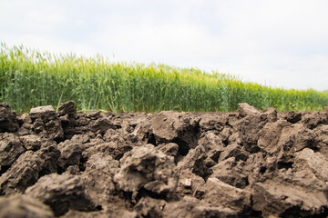 A large green field of cereal wheat is heading under a bright sky.