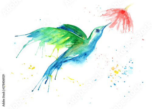 watercolor drawing of a bird - a hummingbird