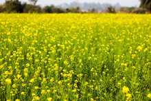 Yellow Mustard Flowers In A Mustard Farm Green. Sarson Saag Farm In Day Time.
