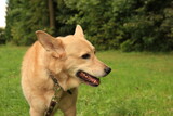 Fototapeta Łazienka - Cute dog in the green grass.
dog's head
