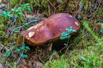 Close-up view to edible brown cap boletus growing in the moss in the coniferous forest.