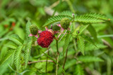 Ripe and unripe berries on shrub of Rubus illecebrosus. Common names include balloon berry and strawberry raspberry.