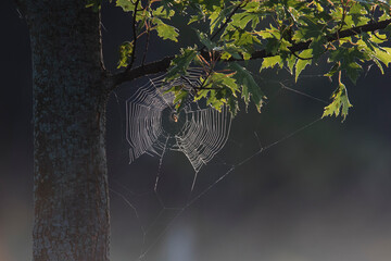 Wall Mural - spider web with dew