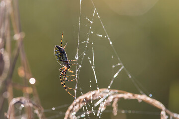 Argiope trifasciata (the banded garden spider or banded orb weaving spider)
