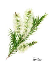 Tea Tree Watercolor Illustration Isolated On White Background