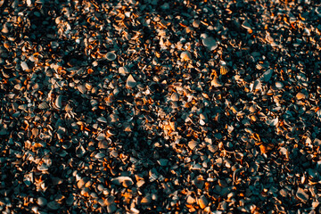 seashells on the ground, sunset