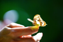 Person Holding A Butterfly 