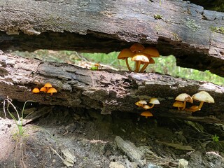 mushroom on a tree