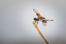 Female Widow Skimmer (Libellula Luctuosa) Dragonfly