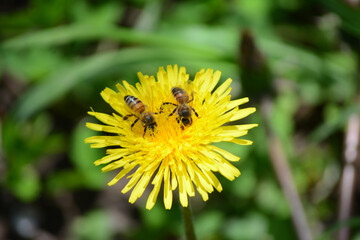 two bees on an iris flower