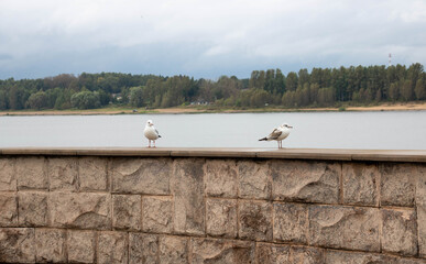 Two river gulls roam the parapet by the river on a cloudy autumn day