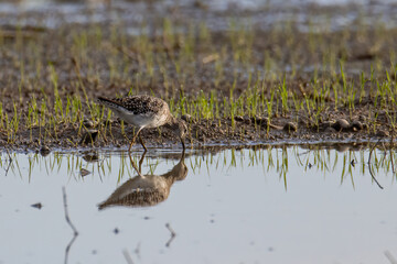 Nature wildlife image of cute water bird Wood Sandpiper