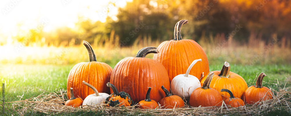 Harvested Pumpkins On Green Grass Stock Photo | Adobe Stock