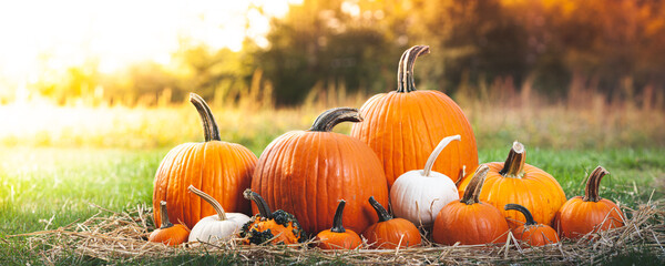 harvested pumpkins on green grass