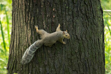 A Common Gray Squirrel Closeup As It Hangs Onto The Side Of A Large Tree Trunk With Legs Sprawled Out And Looks Towards The Camera With Green Foliage In Background Beyond.