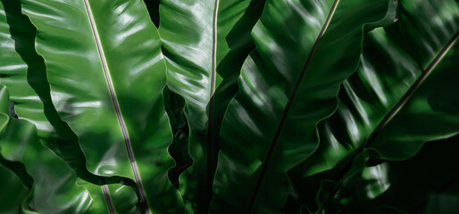 Wall Mural - tropical green leaves, leaf texture background