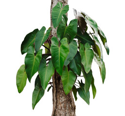 Wall Mural - monstera leaves on tree isolate on white background